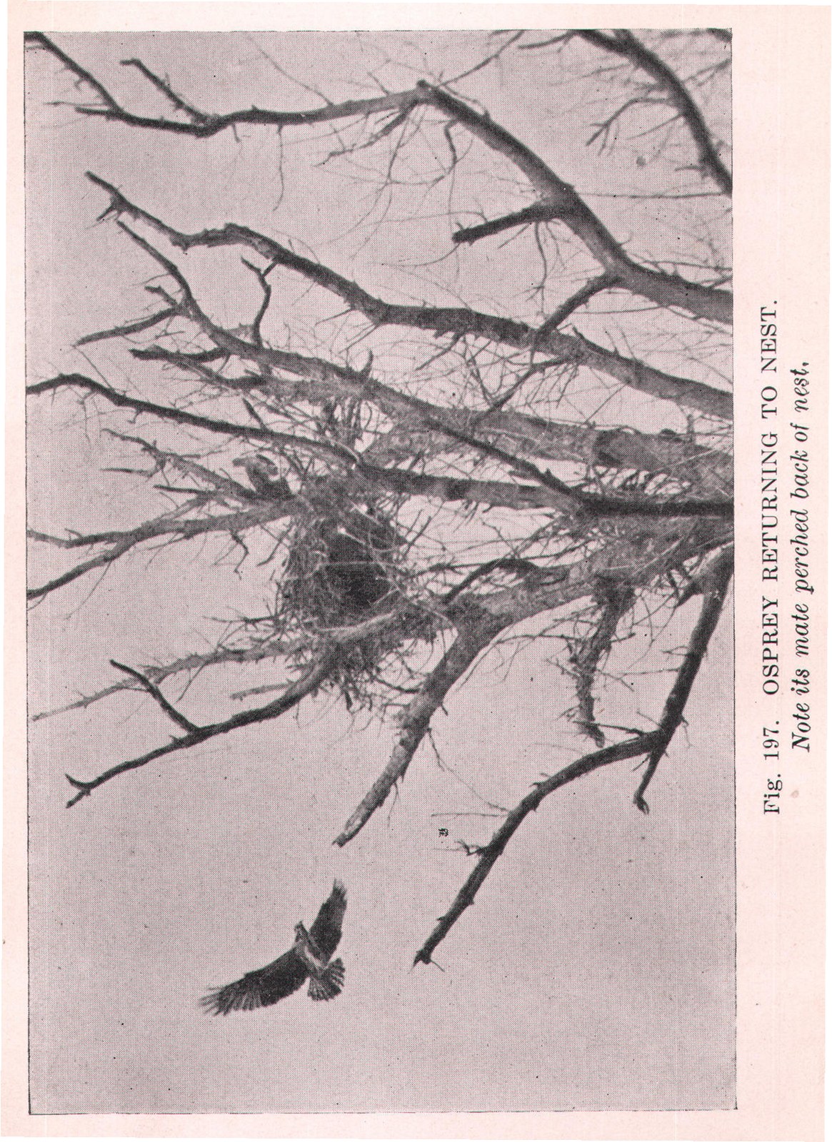 Note its mate perched back of nest.