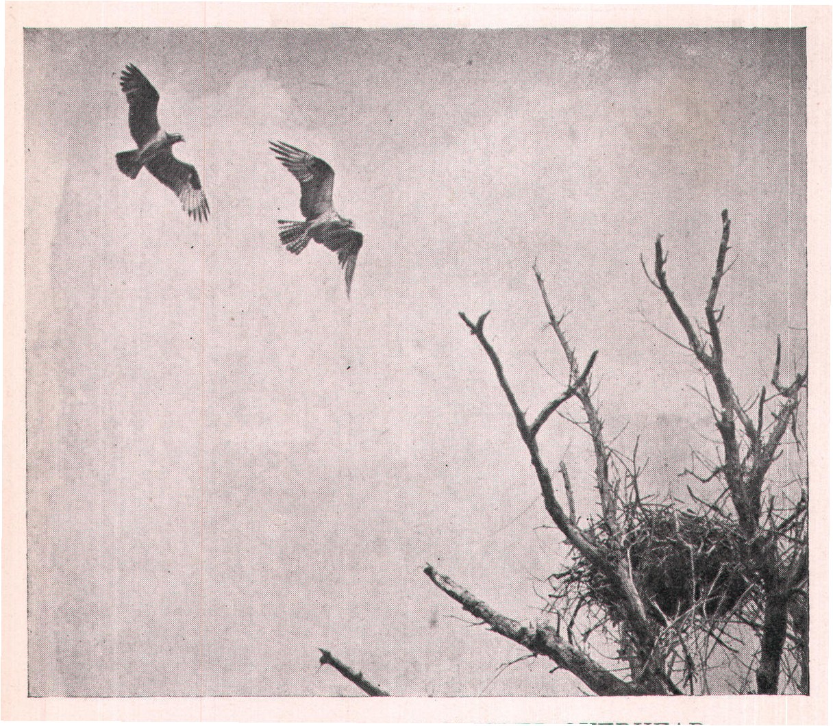 Fig. 198. BOTH BIRDS CIRCLED OVERHEAD.