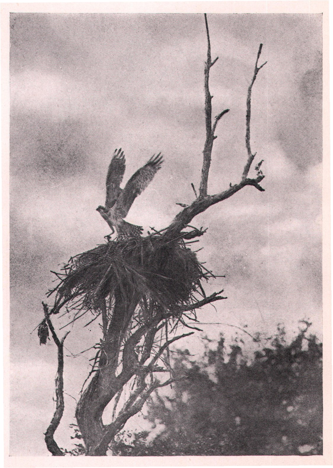 Fig. 199. OSPREY LEAVING NEST.