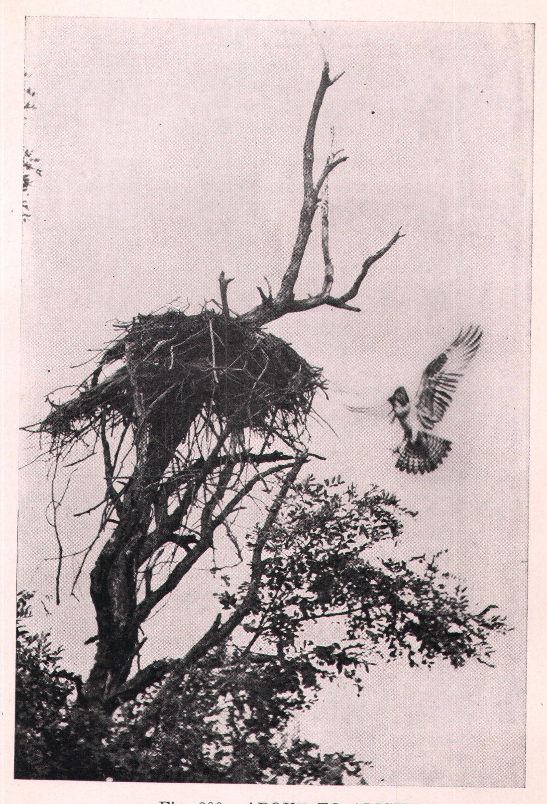 Fig. 200. ABOUT TO ALIGHT.