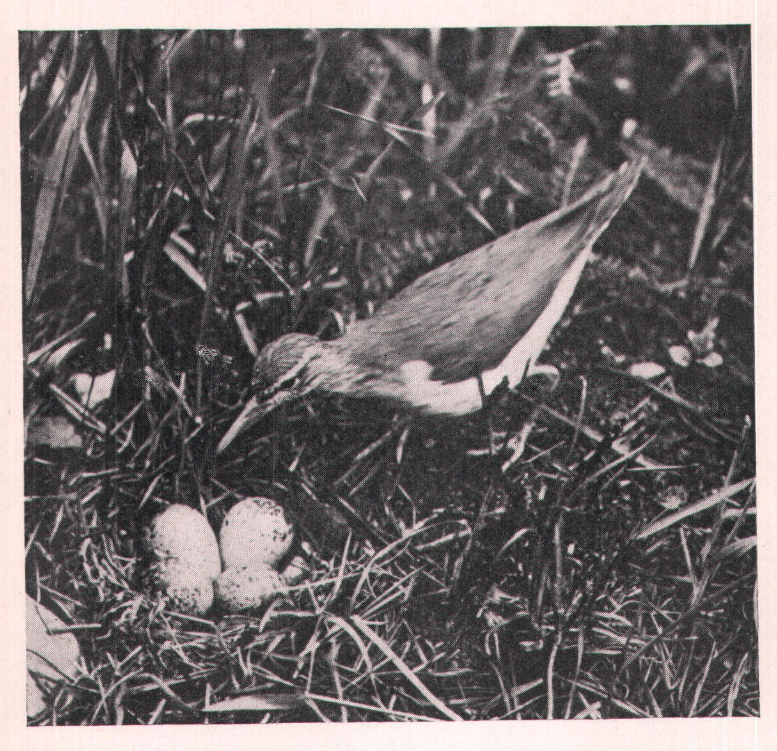Fig. 202. RETURNING TO HER NEST.