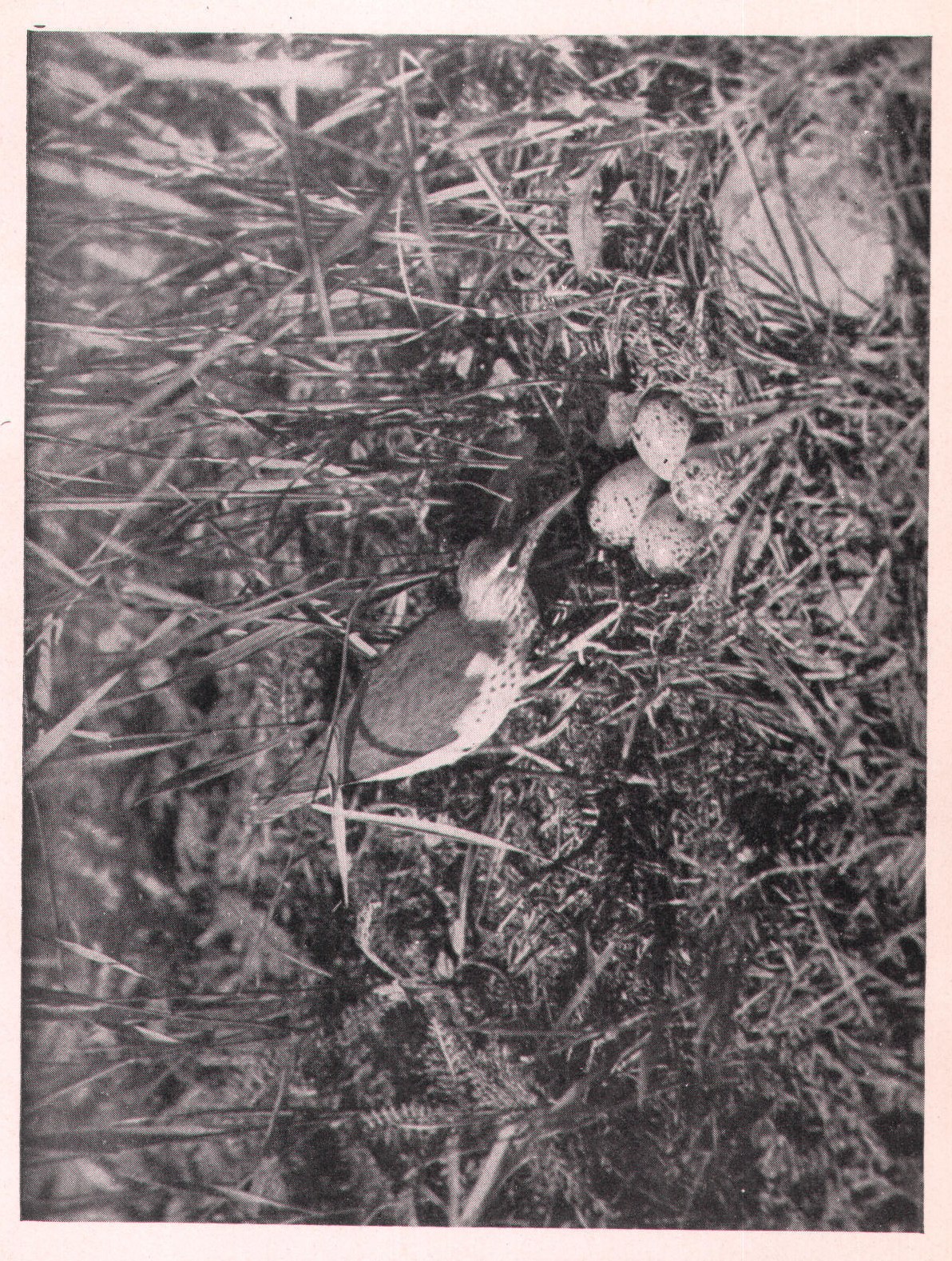 My Sandpiper Friends — from Camera Studies with Wild Birds (1911)