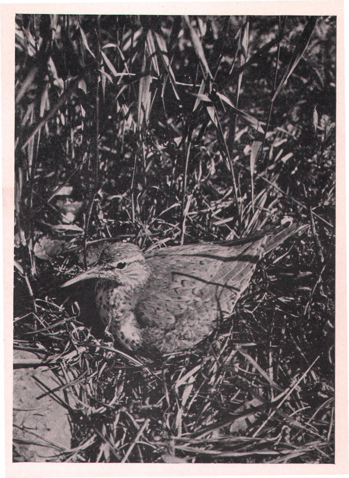 Fig. 204. She sat there as calmly as if I were miles away,