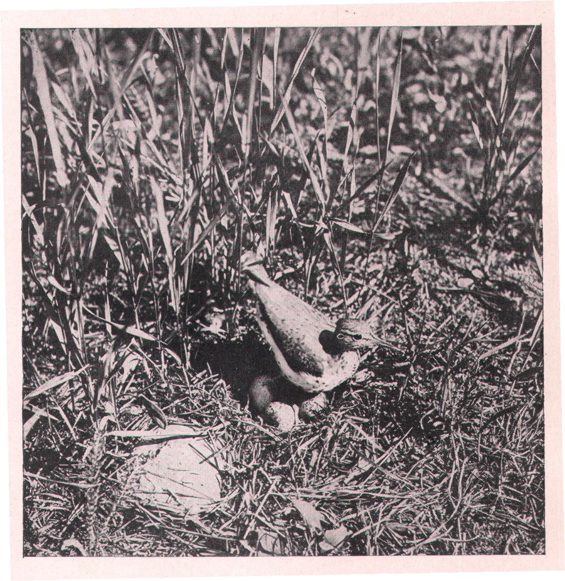Fig. 205. She stepped carefully between the eggs and settled