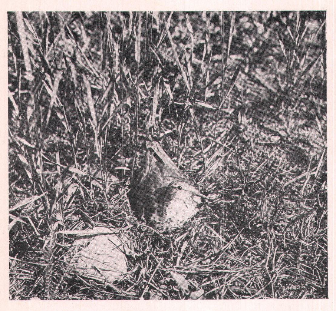 Fig. 206. She kept a sharp watch of the great glass eyes that
