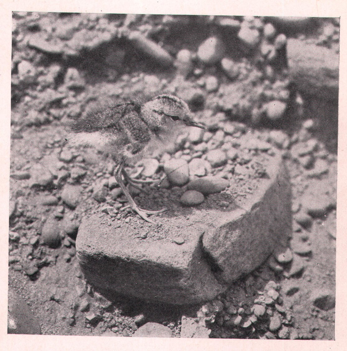 Fig. 208. Little sandpipers are beautiful little mites, covered