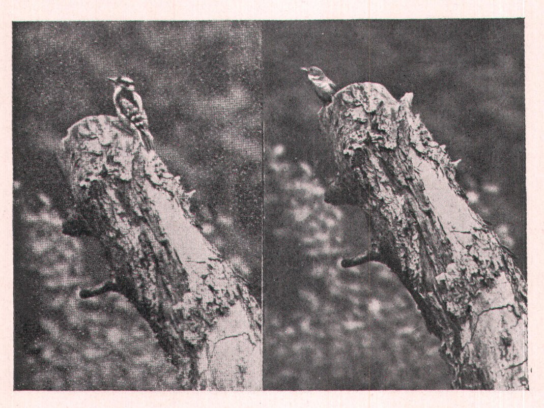 Figs. 210-211. The wren would alight on the stump and com-
