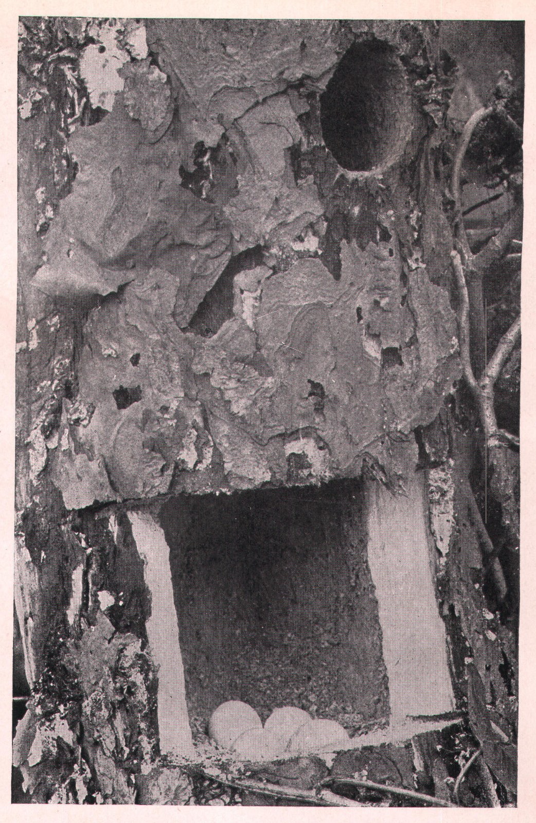 Fig. 212. NEST OF DOWNY.