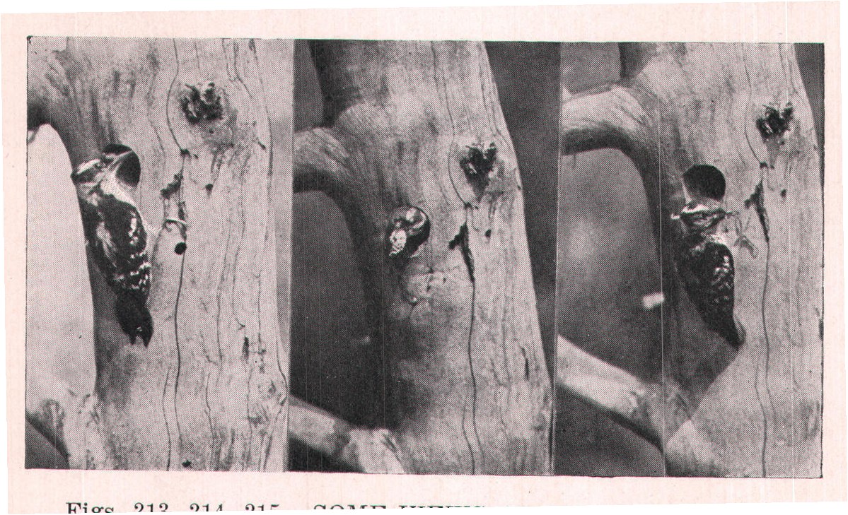 Figs. 213, 214, 215. SOME VIEWS AT THE NEST HOLE.