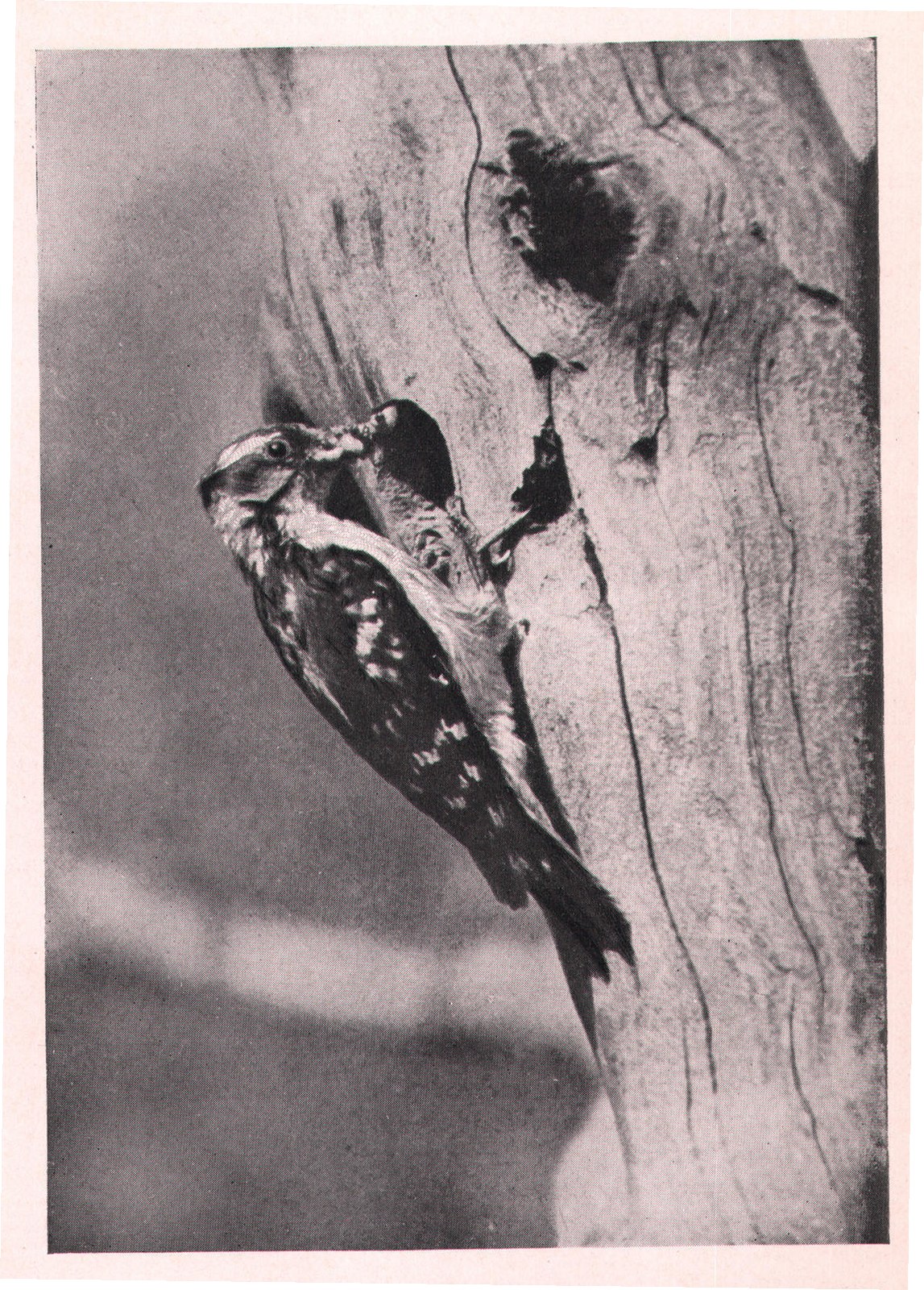 Fig. 216. The plumage of the female was rough and worn.