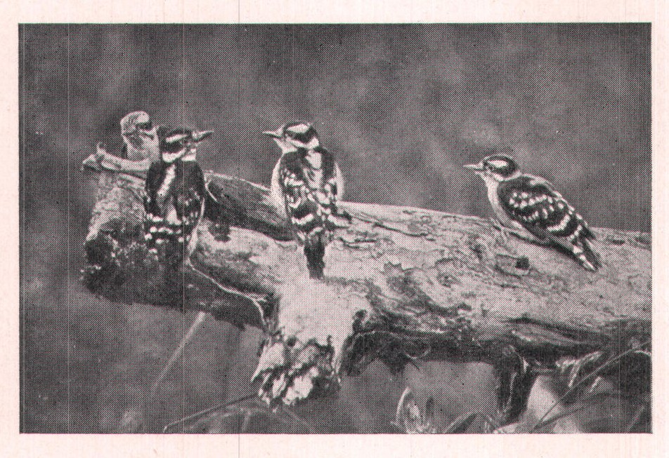 Fig. 217. The four little woodpeckers looked little different