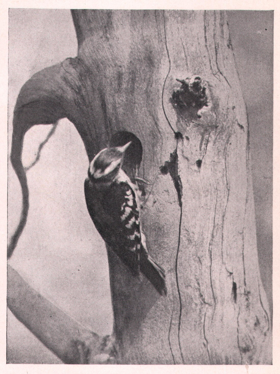 Fig. 218. The plumage of the male was always sleek.