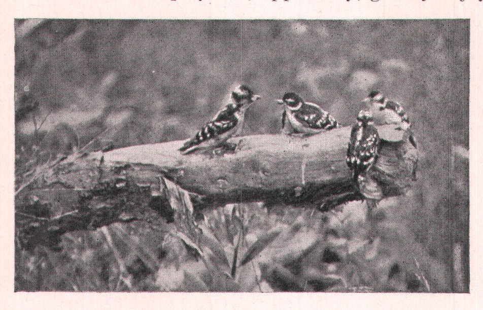 Fig. 219. The adult female (on the left) about to feed one ot