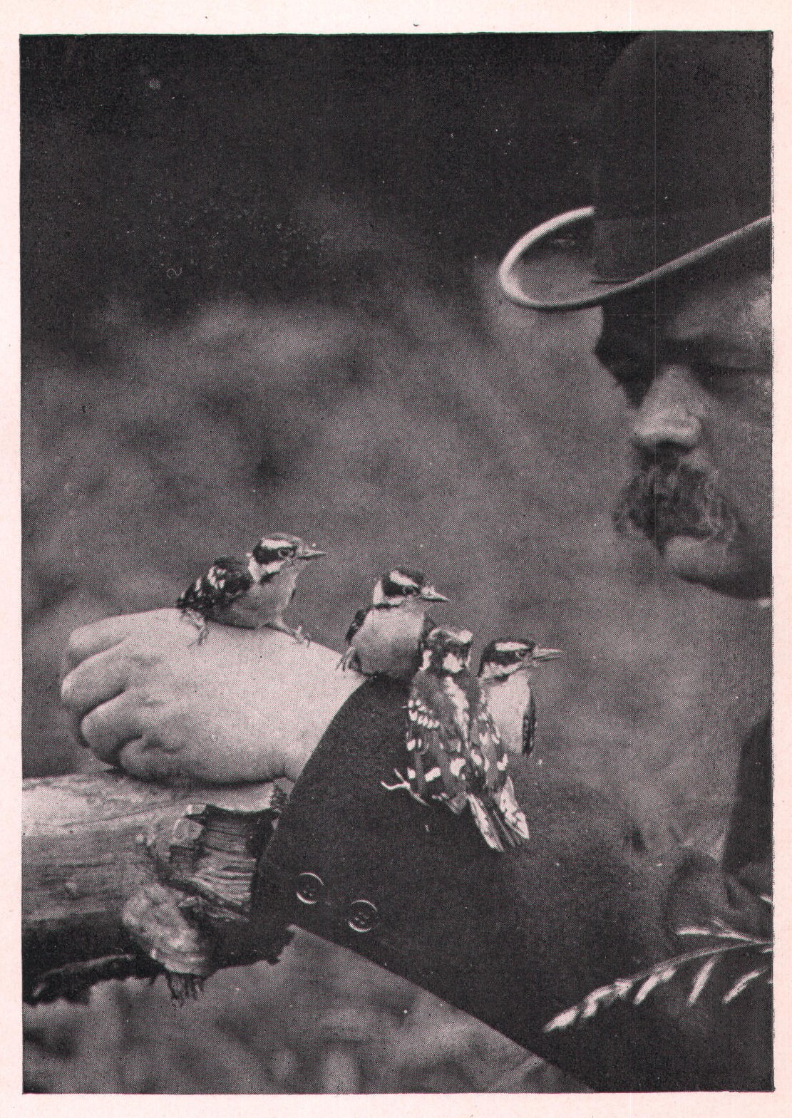 Fig. 220. The little woodpeckers were not in the least afraid.
