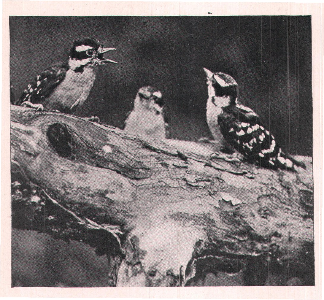 Fig. 221. One of them was very modest and tried to back