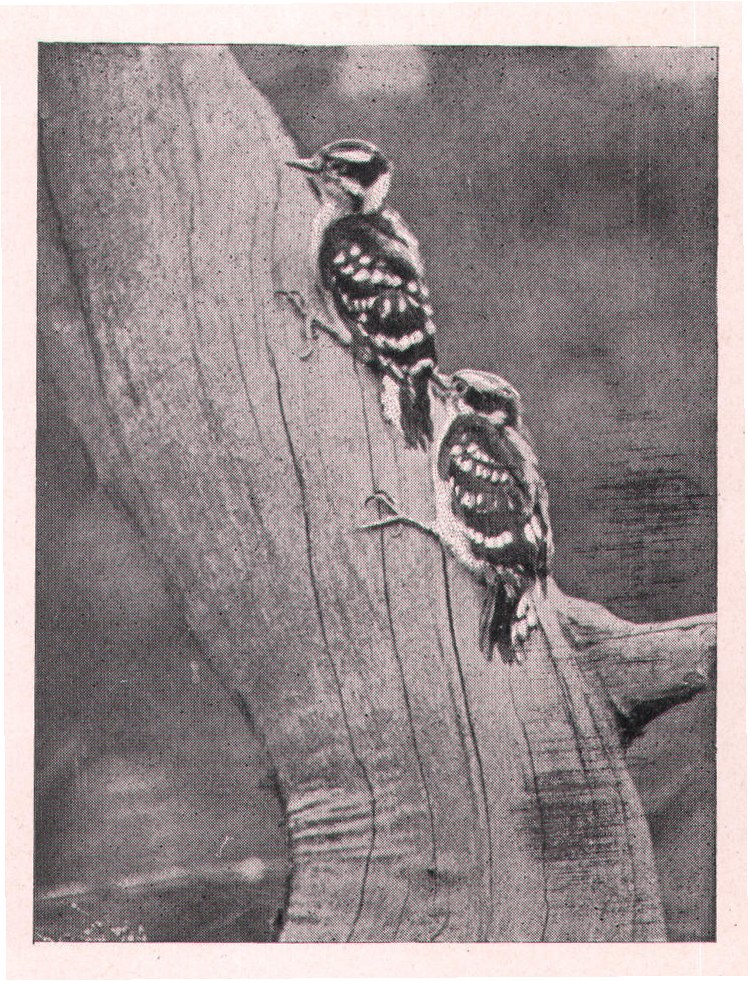 Fig. 222. Little Downies can climb well too.