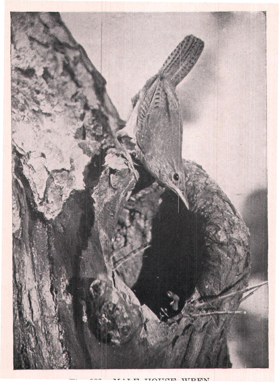Fig. 223. MALE HOUSE WREN.