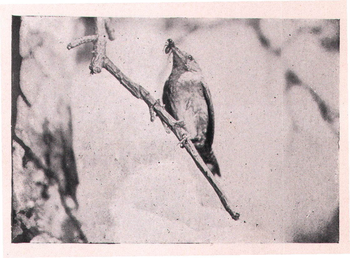Fig. 224. JACK BRINGS A SPIDER.