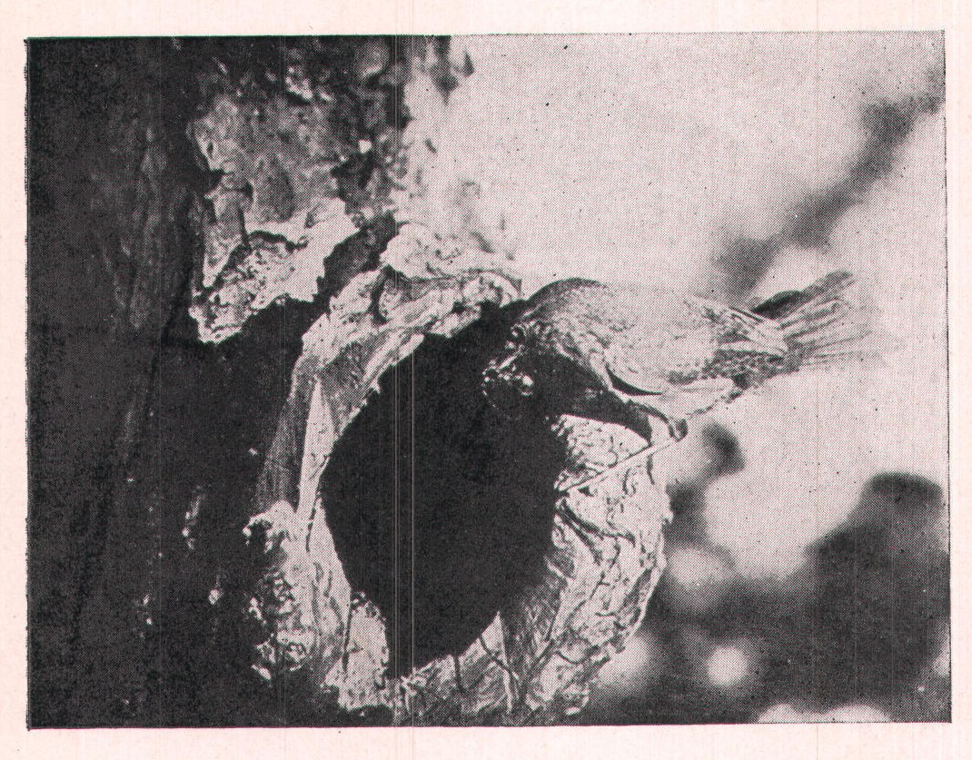 Fig. 225. Her plumage was not as smooth as Jack's, -per-
