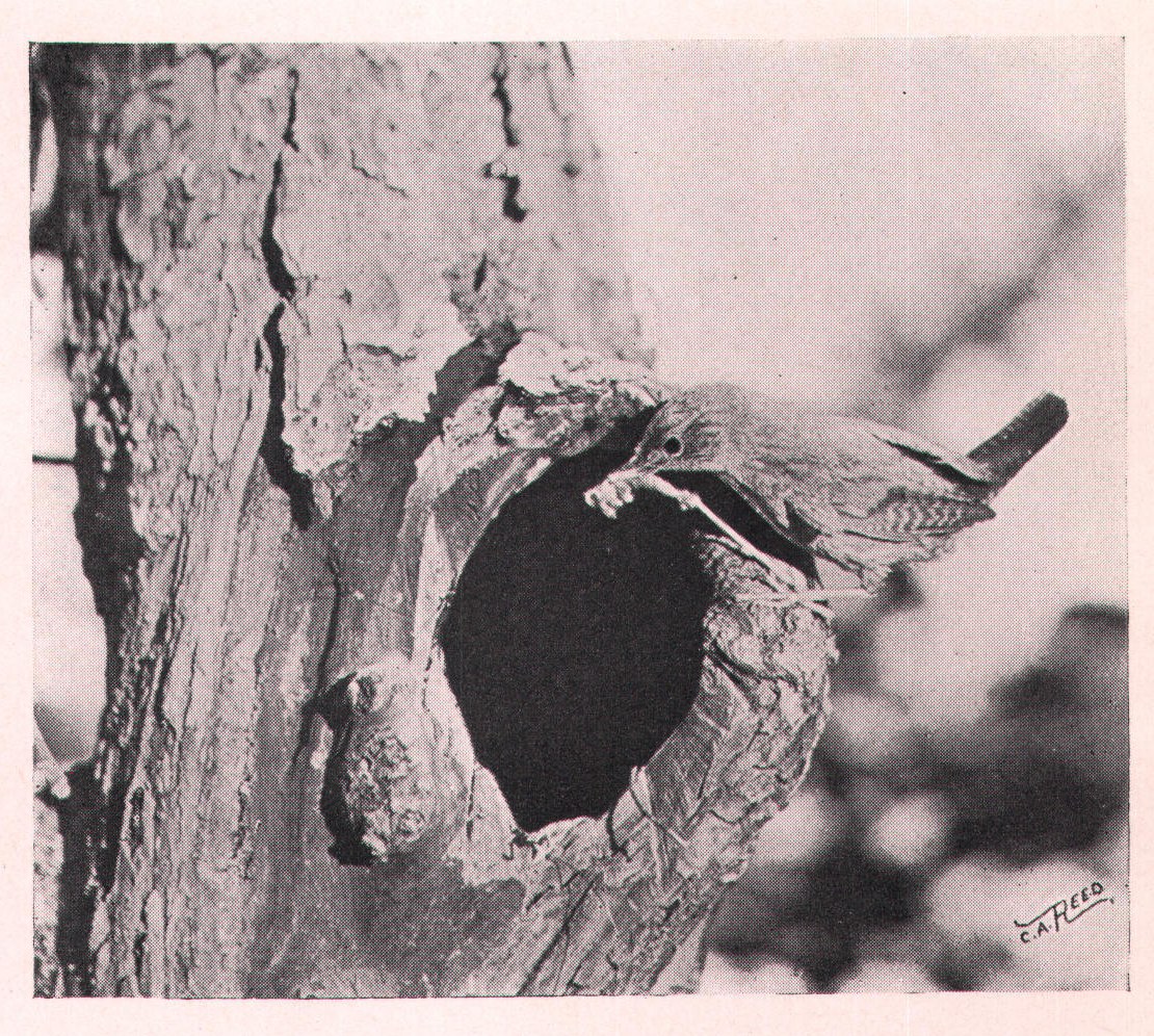 Fig. 226. Jack brought a wasp, -minus wings and legs.