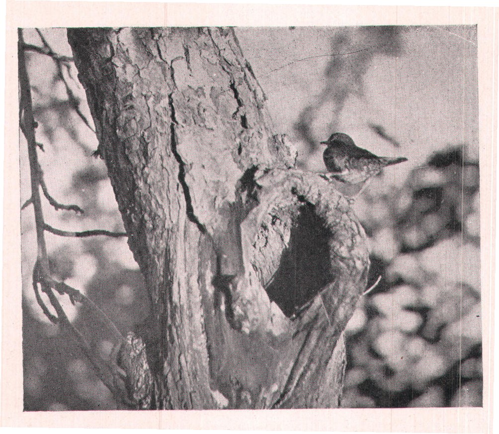 Fig. 227.