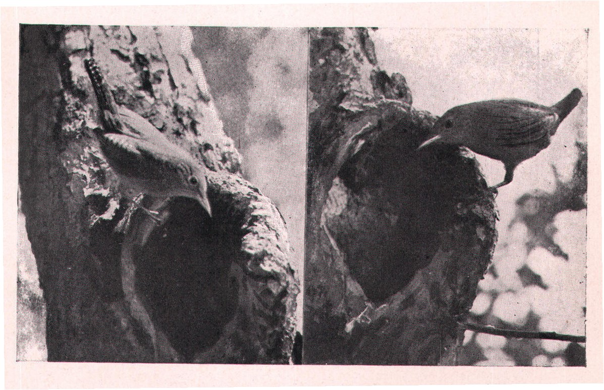 Fig. 228, 229. Jack assumed various poses.