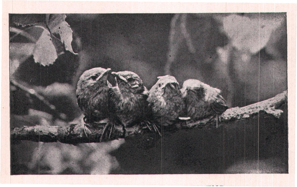 Fig. 230. YOUNG HOUSE WRENS.