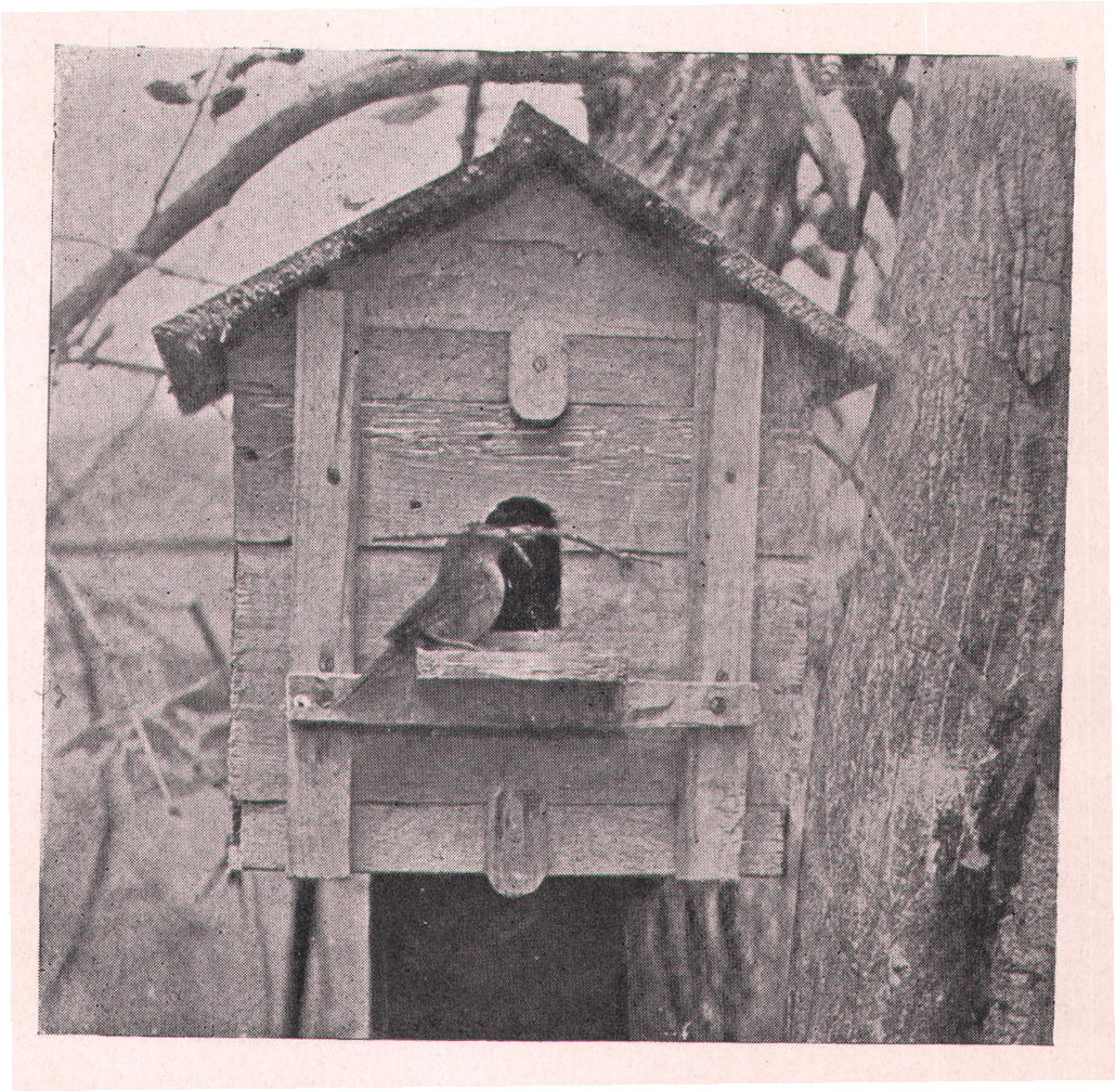 Fig. 231. This was an inexperienced wren; she always found