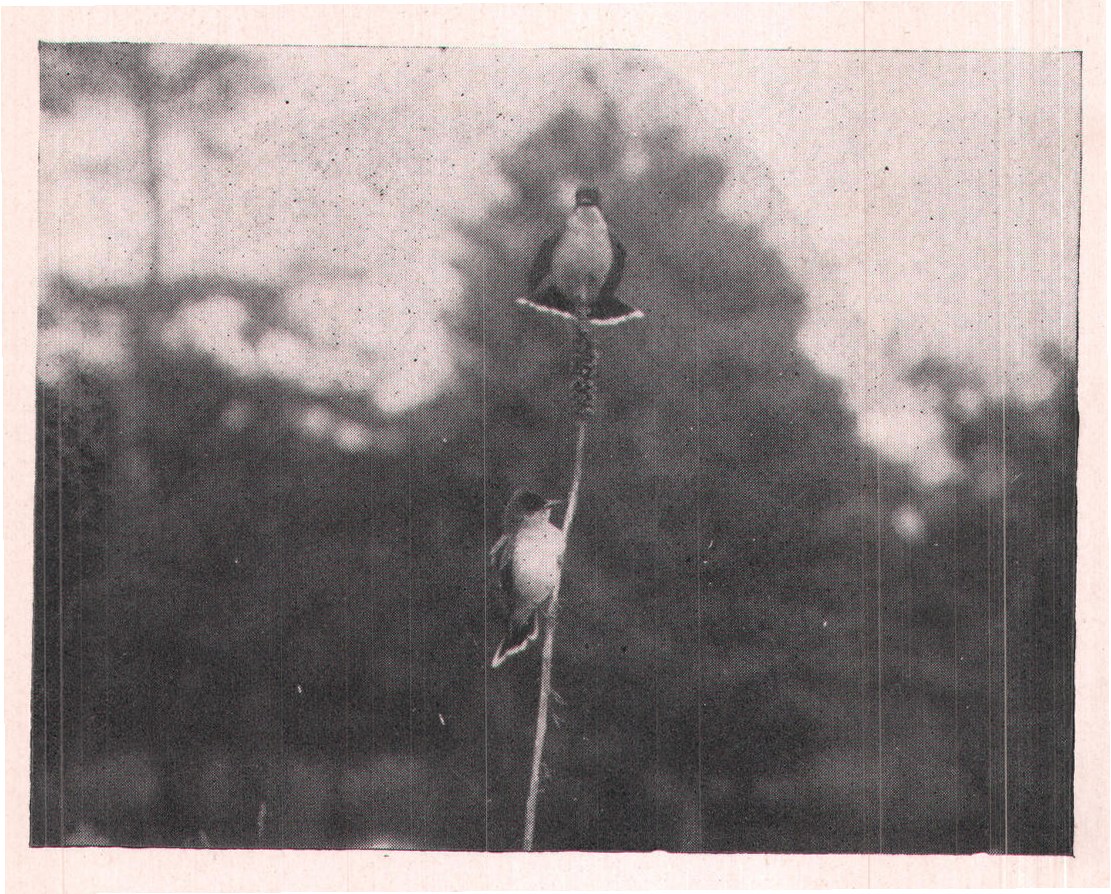 Fig. 234. One of their favorite lookout perches was a dried