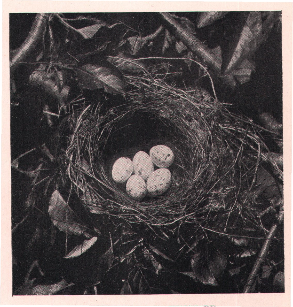 Fig. 235. NEST OF KINGBIRD.