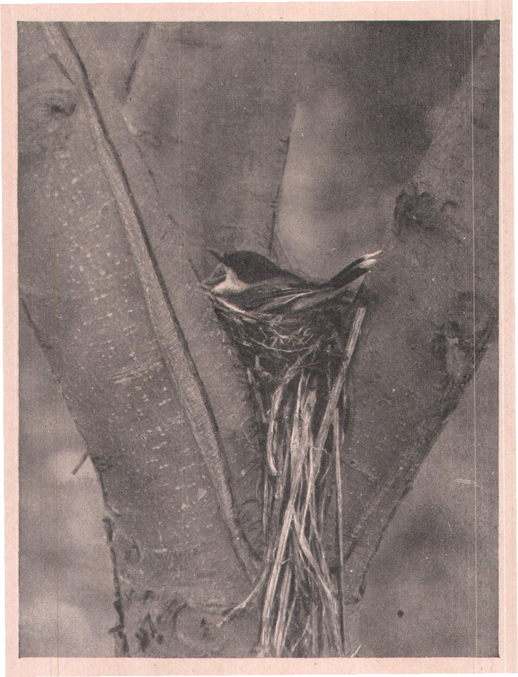 Fig. 236. An unusual site; their nests are usually among