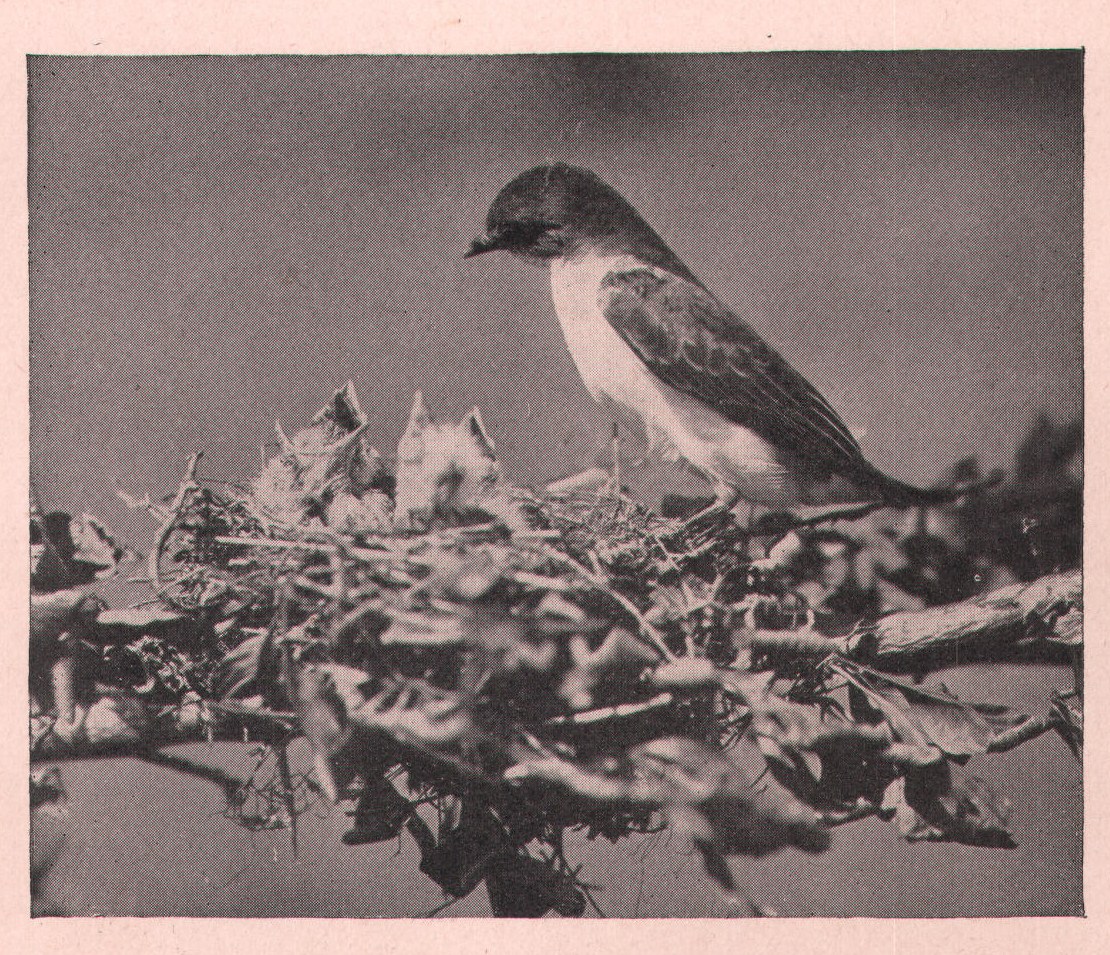 Fig. 237. INSPECTION.