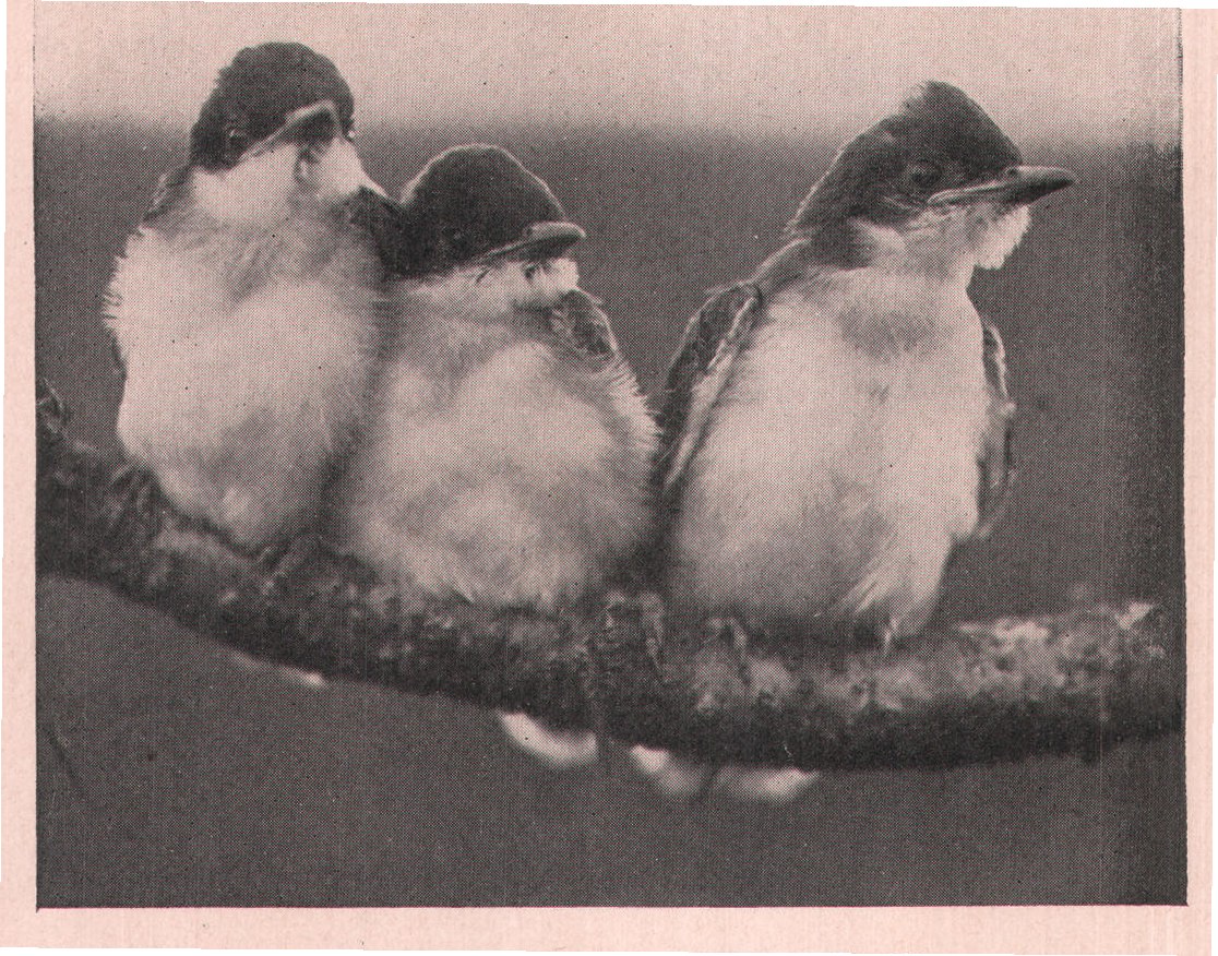 Fig.238. THREE LITTLE KINGS.
