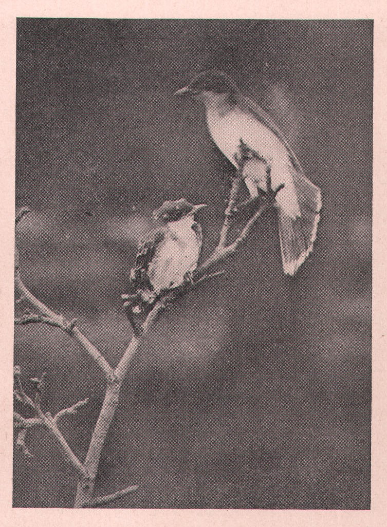 Fig. 239.