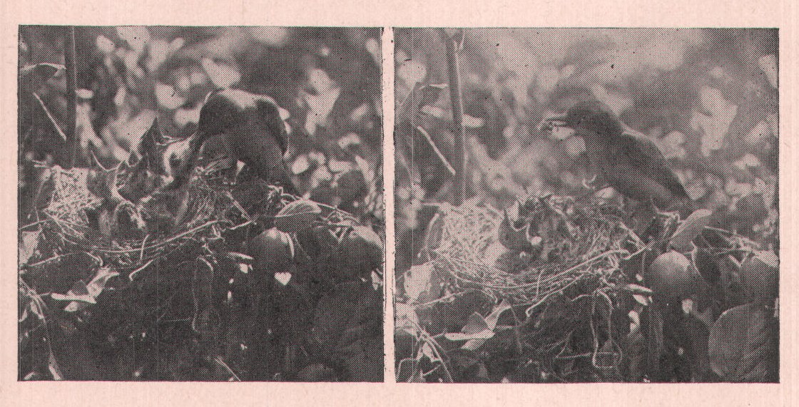 Figs. 240, 241 She fed them spiders, millers, small wasps,
