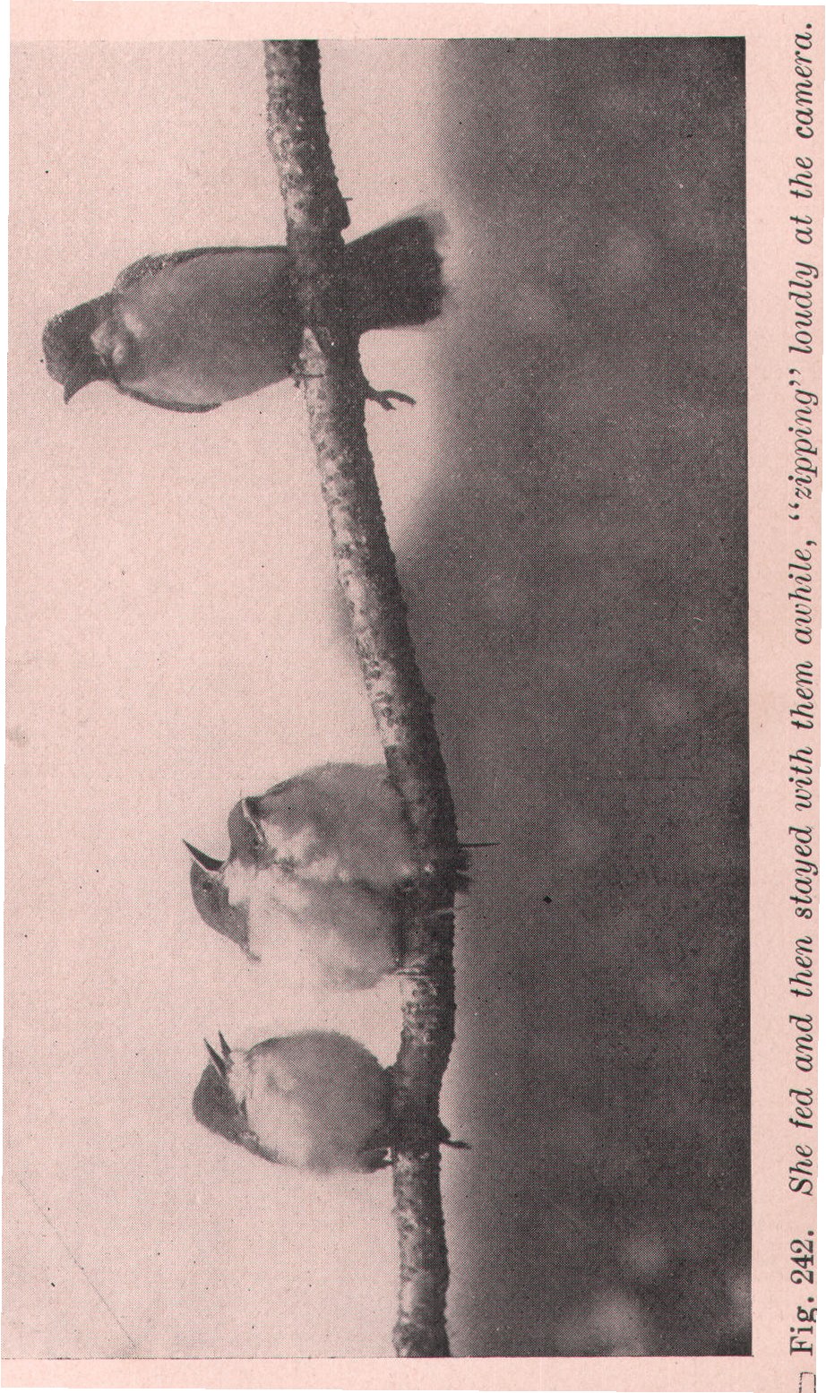 Arkansas Kingbird — from Camera Studies with Wild Birds (1911)