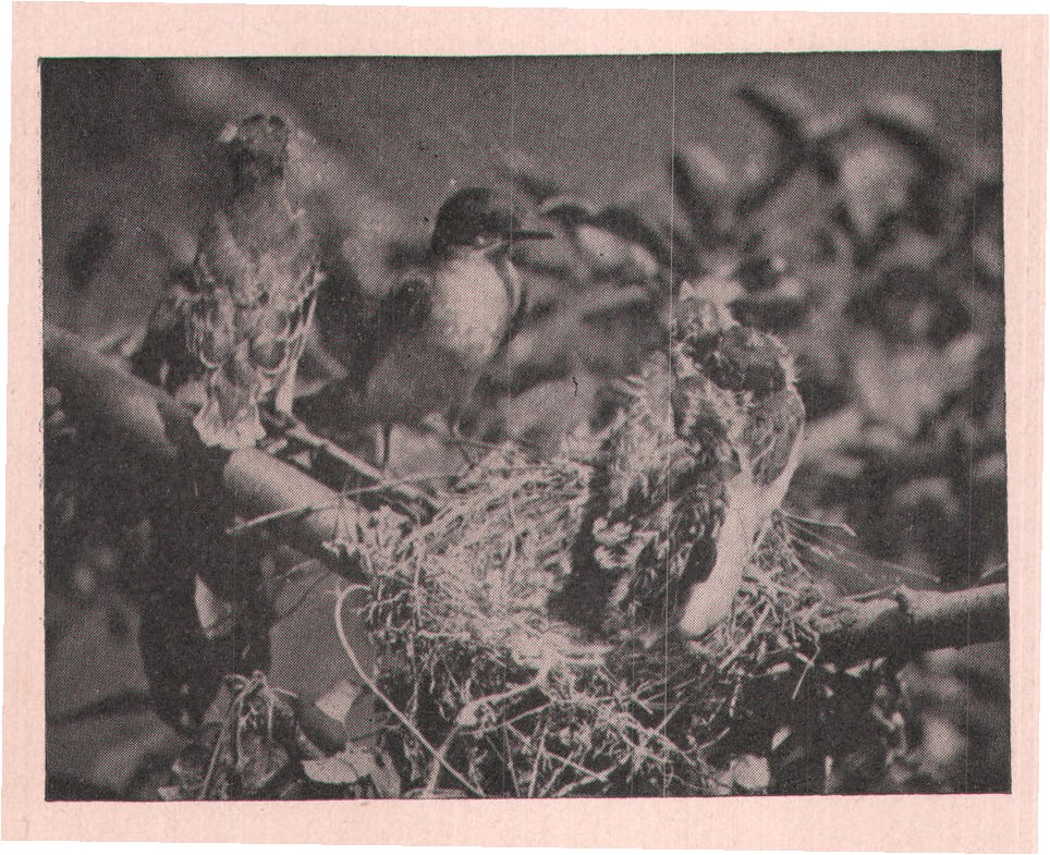Fig. 243. Too big for the nest, they clambered out on the