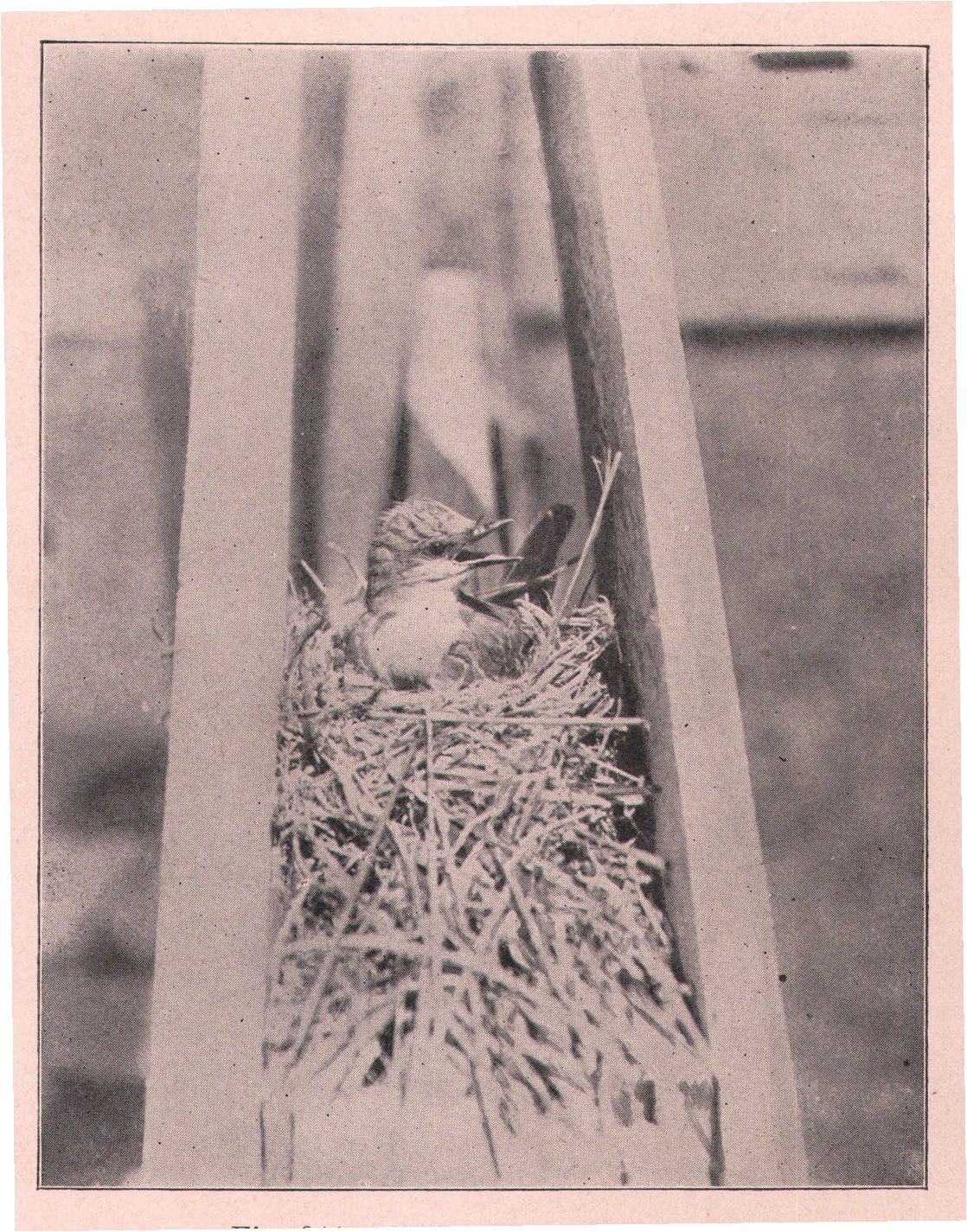 Fig. 244. ARKANSAS KINGBIRD.
