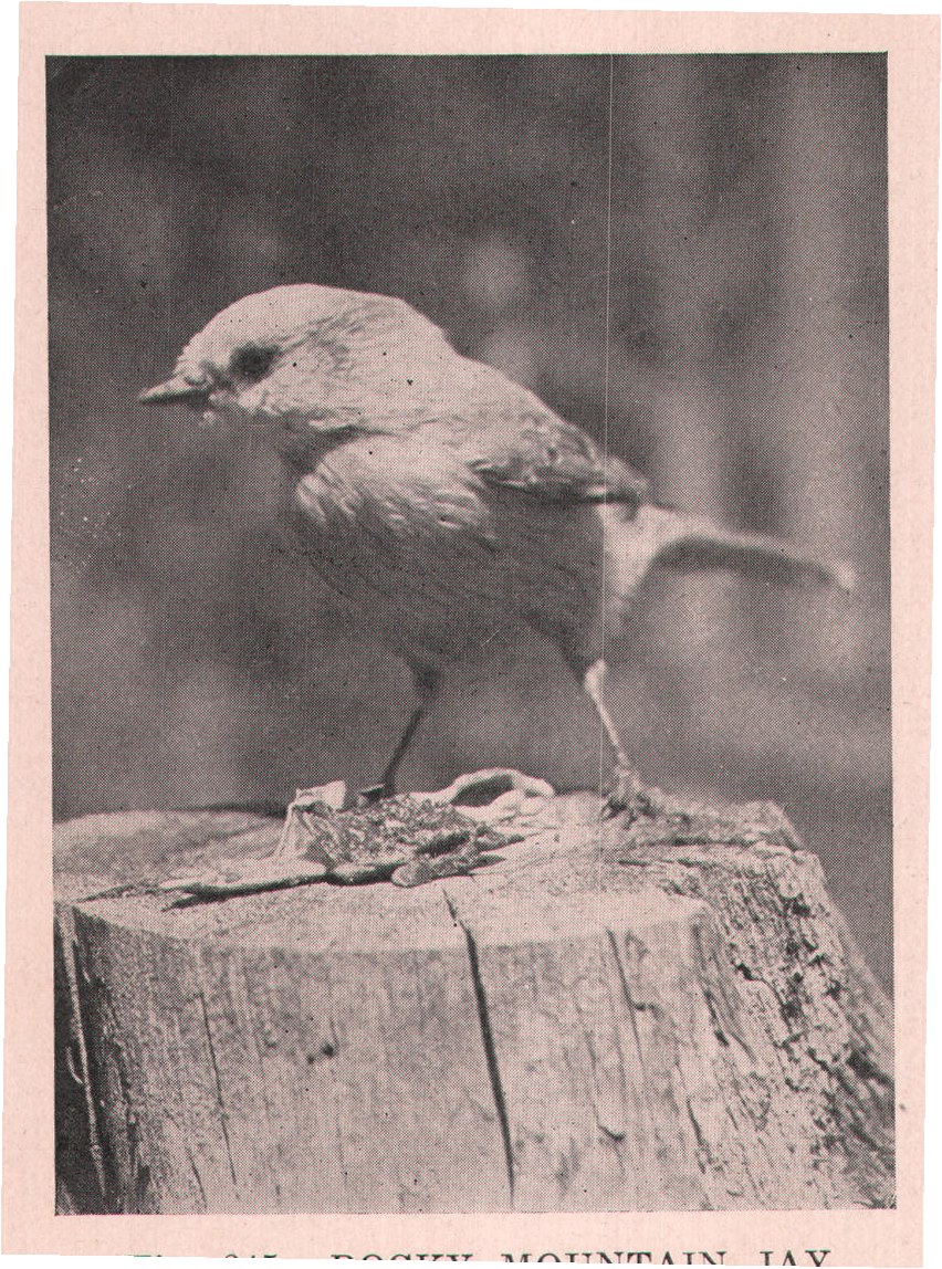 Fig. 245. ROCKY MOUNTAIN JAY.