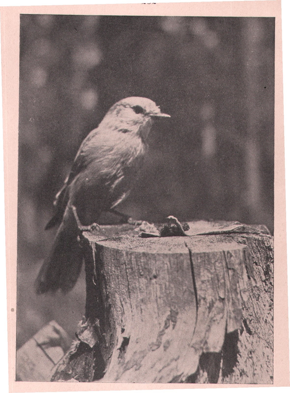 Fig. 245. This jay is one of the boldest, most inquisitive and