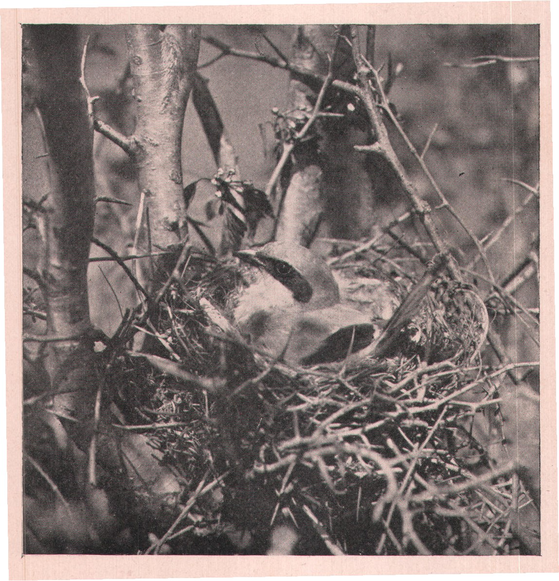 Fig. 247. ADULT SHRIKE ON NEST.