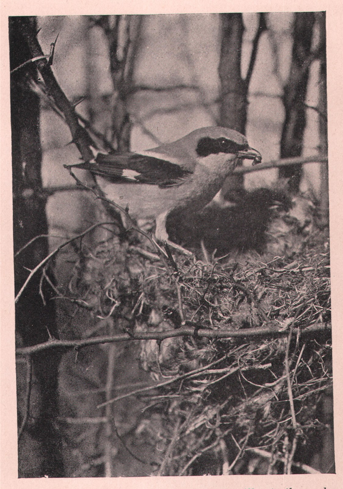 Fig. 248. The male brings a small caterpillar to the newly-