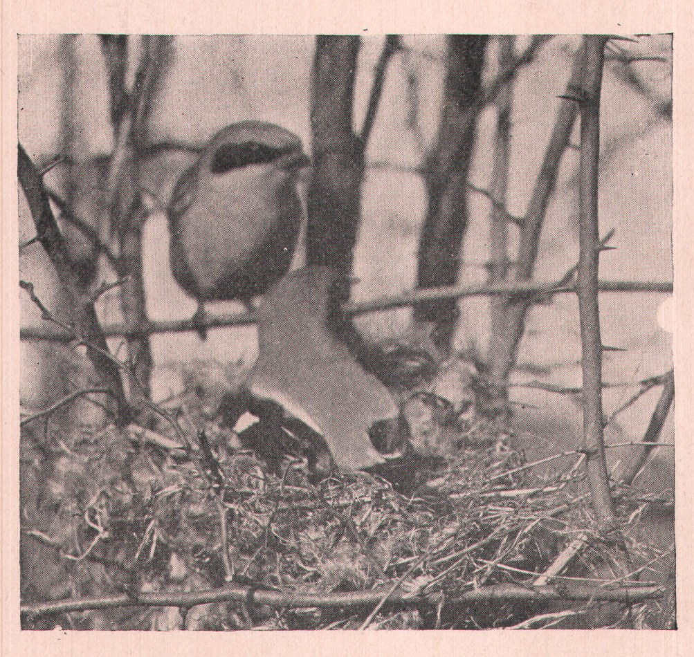 Fig. 249. The male often stood on guard while his mate was