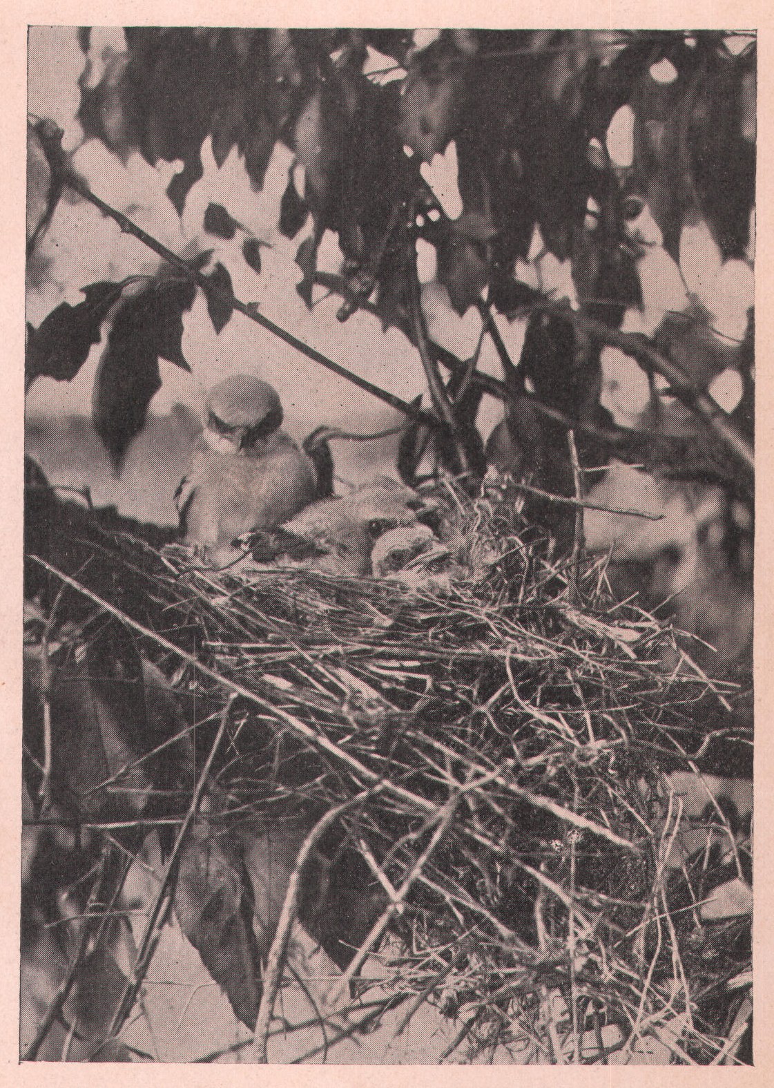 Fig. 250. Almost old enough to leave home.