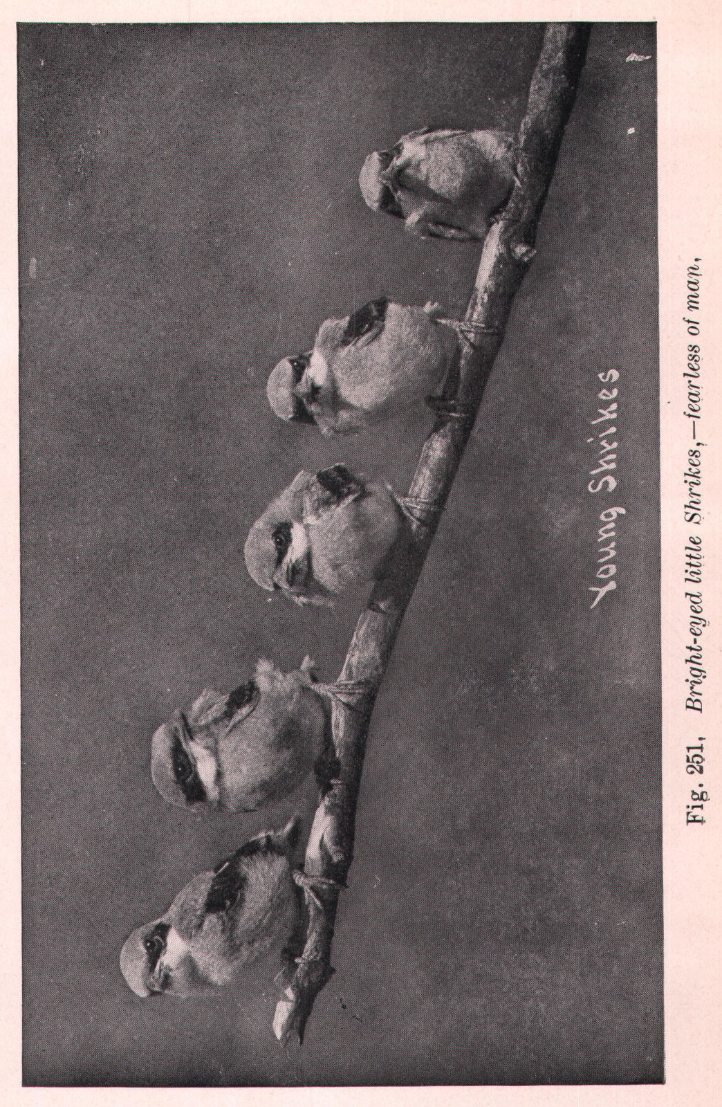 Fig. 251, Bright-eyed little Shrikes, -fearless of man,