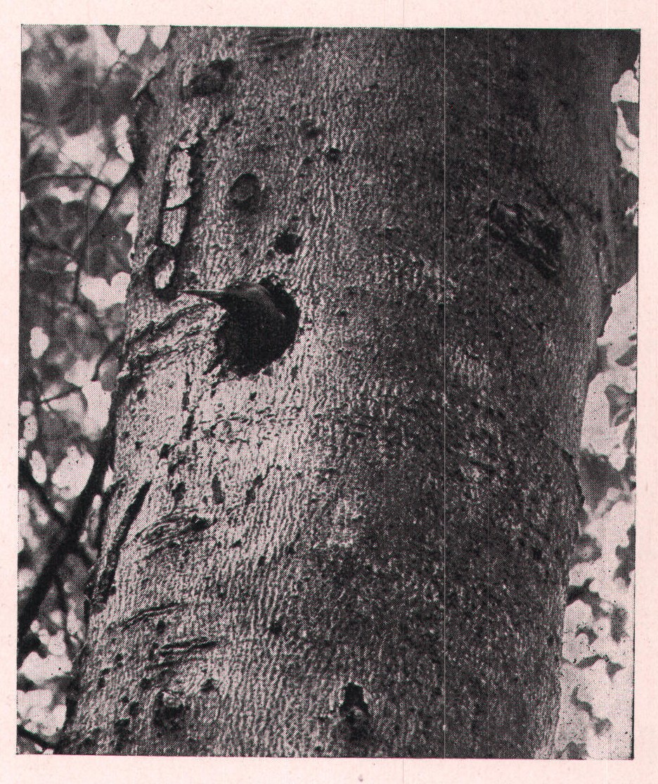 Fig. 252. The Flicker takes one glance about her, then dash-