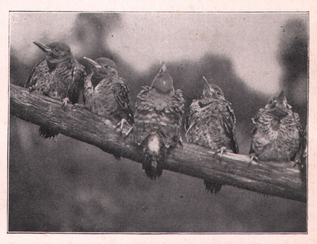 Fig. 255. Young flickers do not like to pose before a camera.