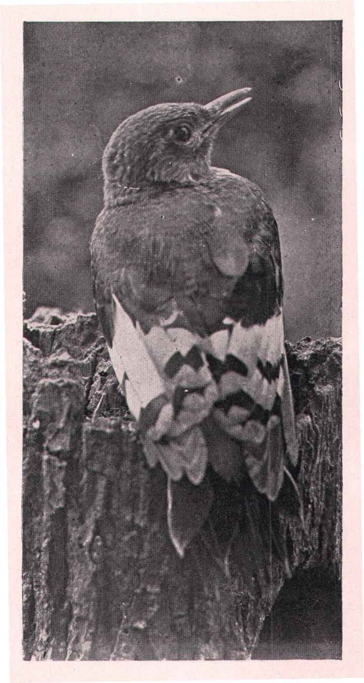 Fig. 256. YOUNG RED-HEADED WOODPECKER.