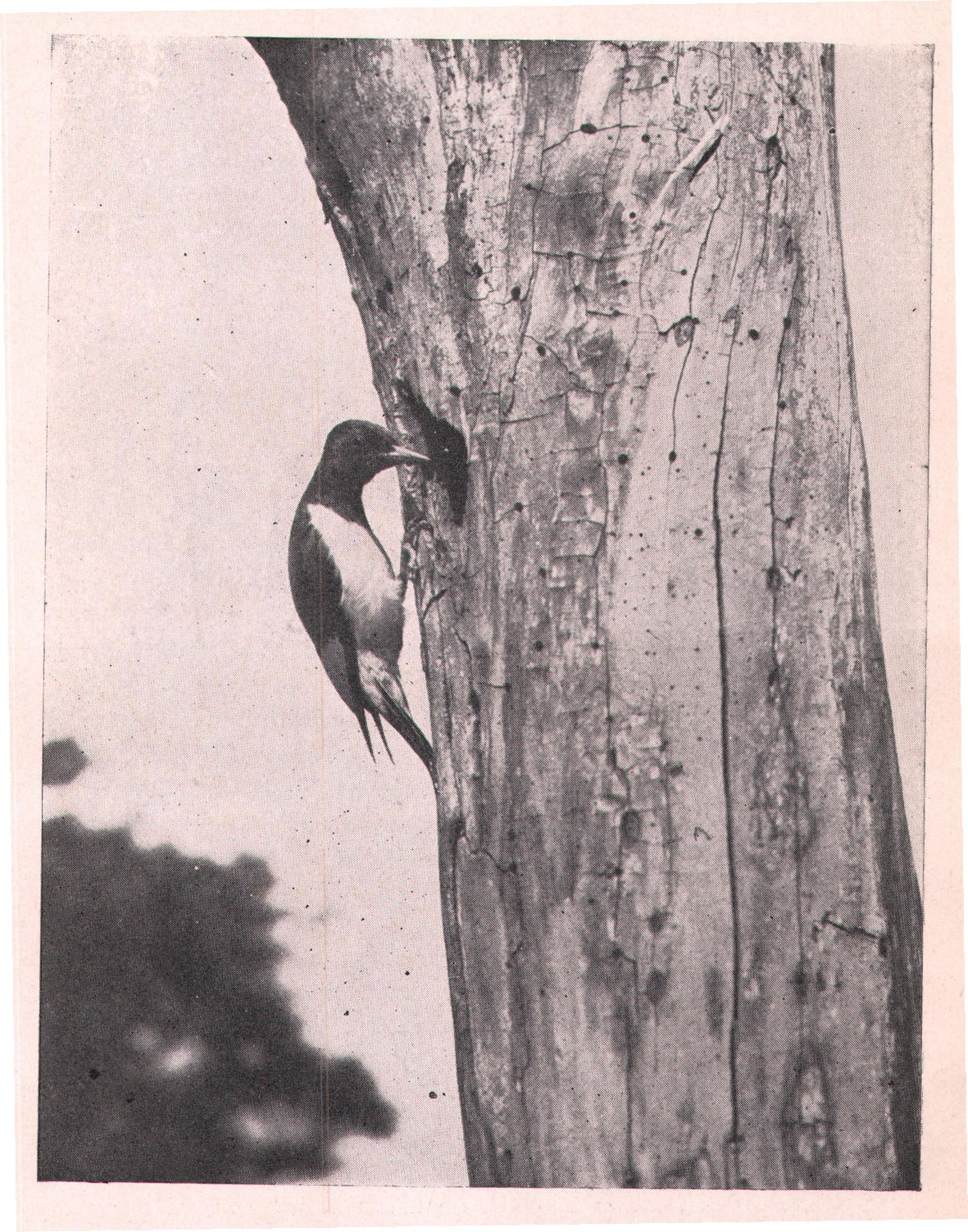 Fig. 257. Adult Red-headed Woodpecker at the entrance to