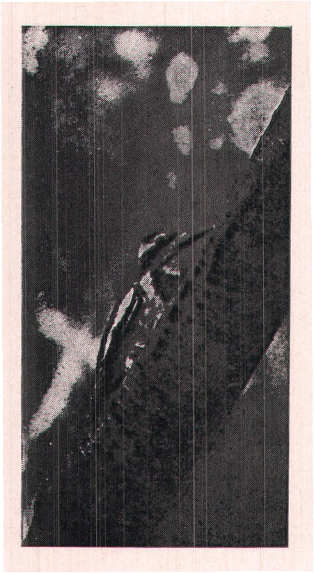 Fig. 258. ADULT SAPSUCKER.